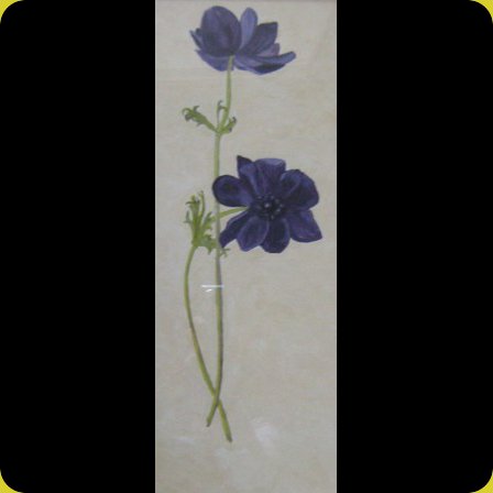 Naam: Indische bloem 

Afmetingen: 50x20
Materialen: olieverf op papier
Verkocht